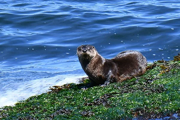 Come On, Human, Let's Go for a Swim!
