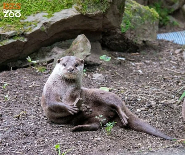 Don't Fumble Your Rock, Otter!