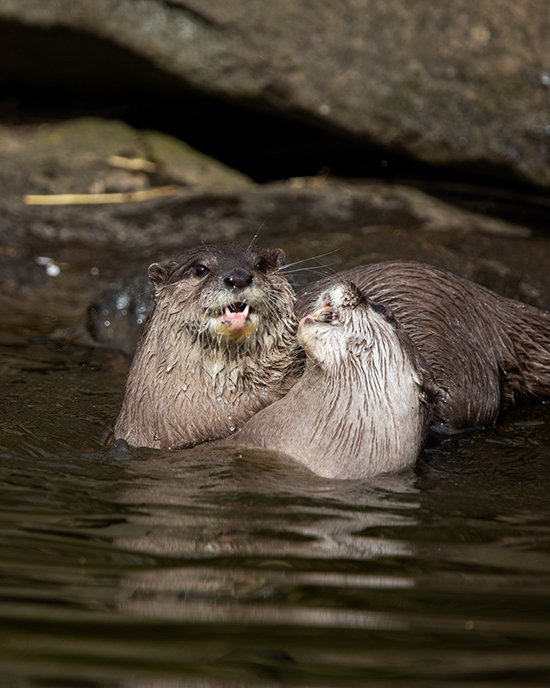 Come Water Wrestle With Us, Human!