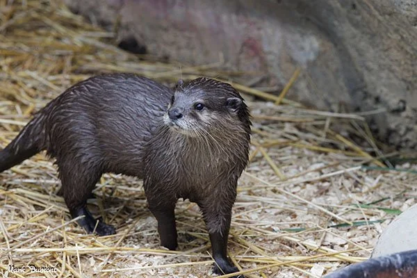 I Think of Otters as Water Doggos, But This One Looks Almost Cat-Like