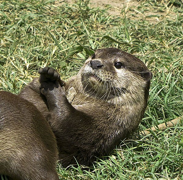 Otter Was So Lost in Thought She Dropped Her Rock