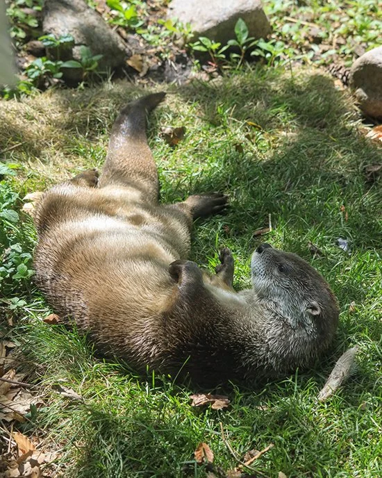 Otter's Taking Advantage of These Last Summer Days
