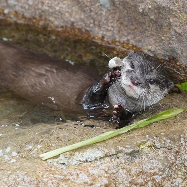 Otters Juggle Stones on Land AND in the Bath