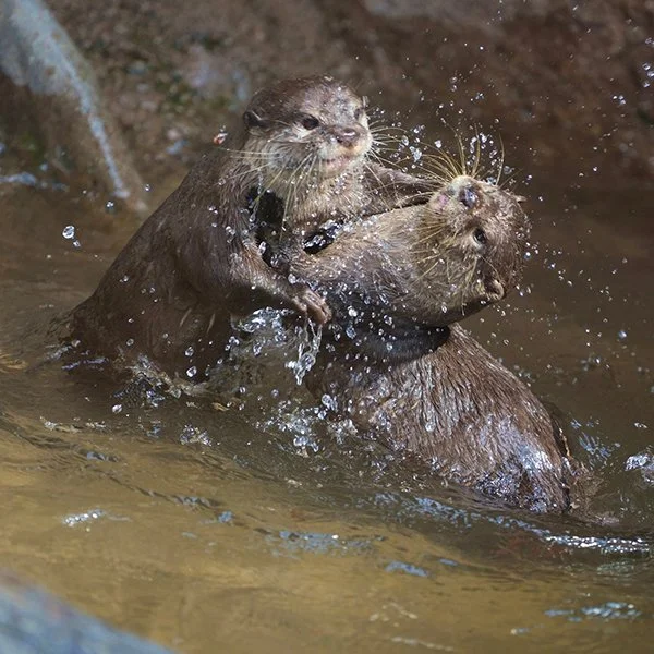 Wotter Wrestling, a Classic Otter Water Sport