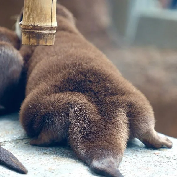 Otter Sploots Are Extra Splooty Because of the Tail