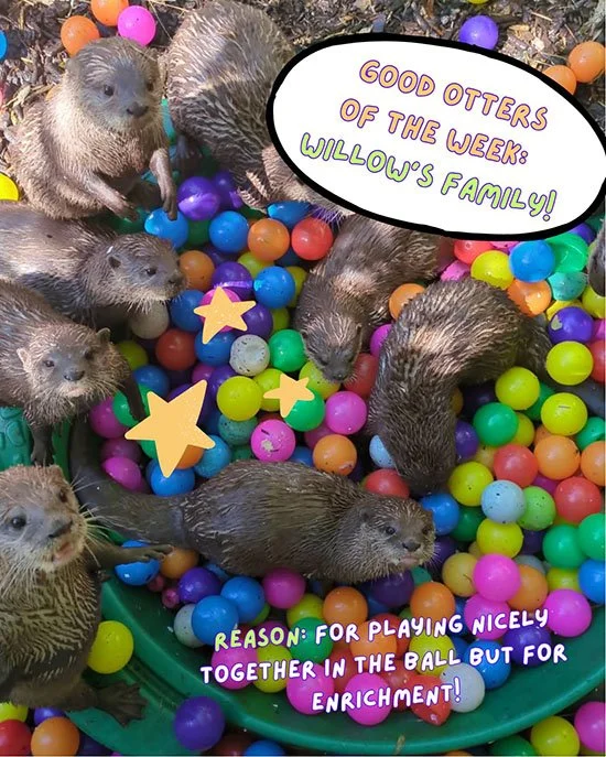 Some Example You're Setting, Otter
