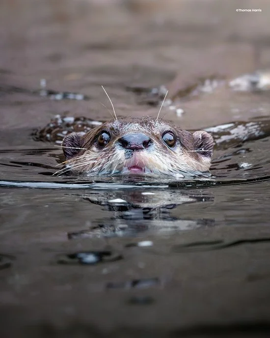 TFW You Get Caught Sneaking Up on Human