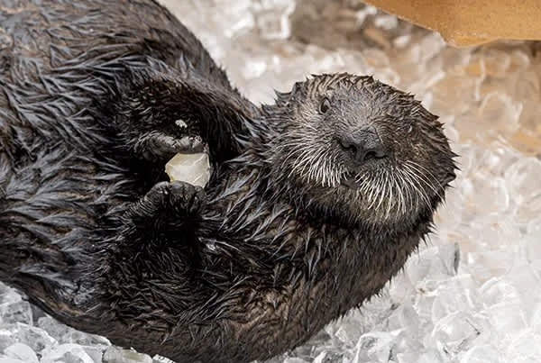 Which of Monterey Bay Aquarium's Sea Otters Are You?