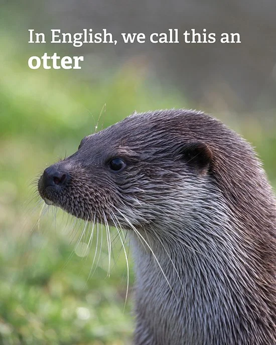 Ha! Linguistic Precedent for Calling Otters Water Doggos!