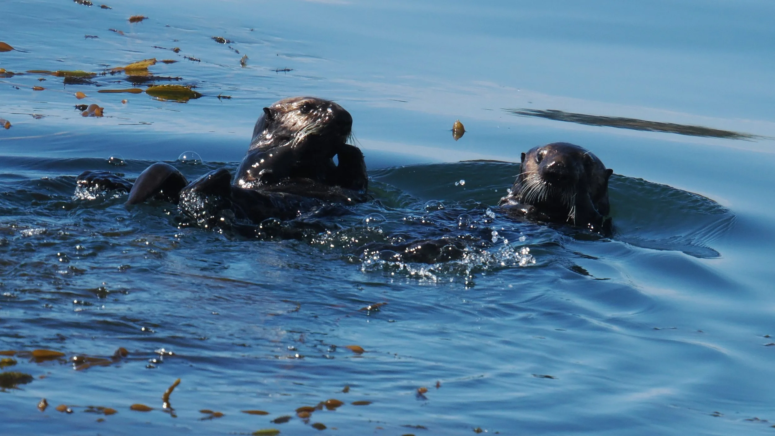 Even Sea Otters Aren't Above Some Good Gossip