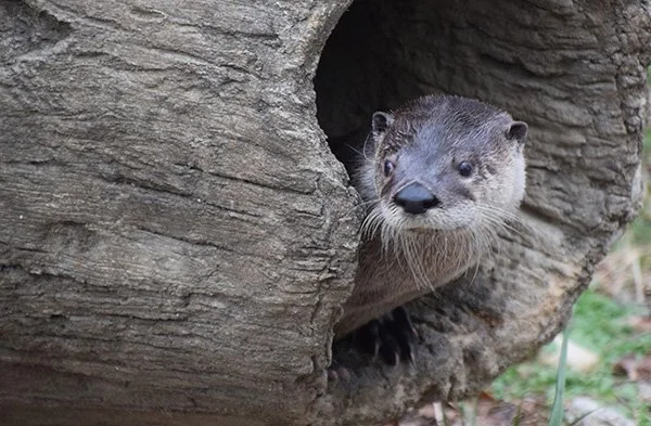 Otter's Always Keeping an Eye on What the Neighbors Are Up To