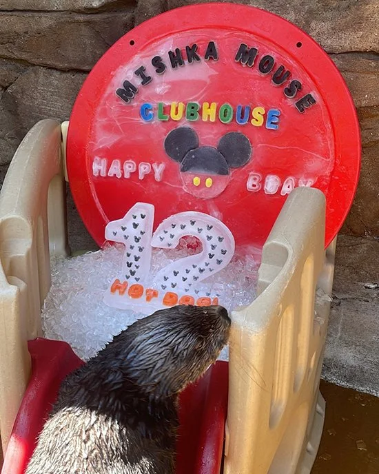 Happy 12th Birthday, Mishka!