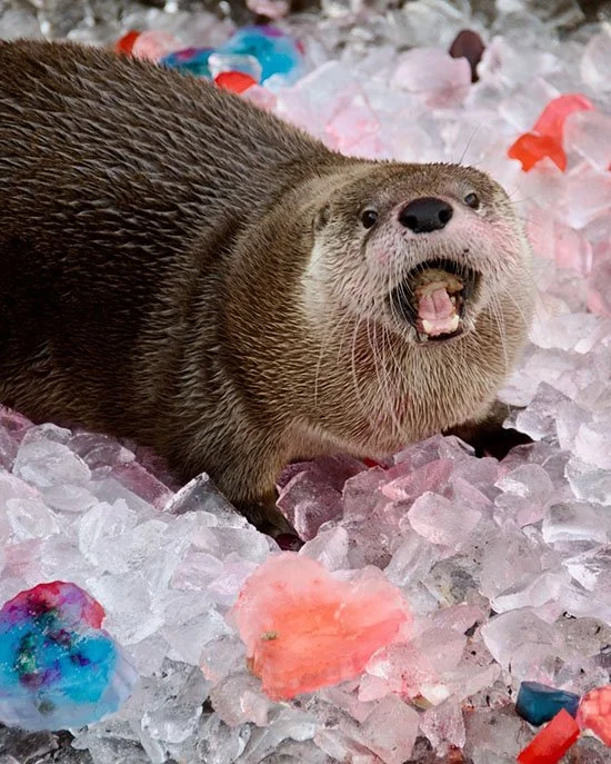 Seafood? See? Food!