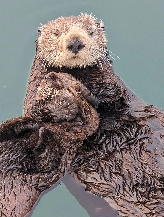 Really? Right in Front of My Sea Otter Pup?