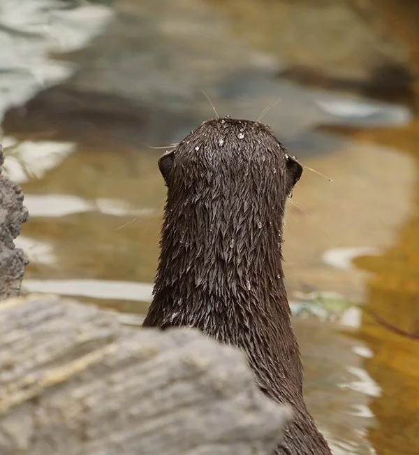 The Water Looks Like Pearls Coming Off Otter's Coat