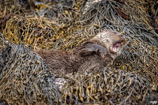 Such a Yawn, Otter!