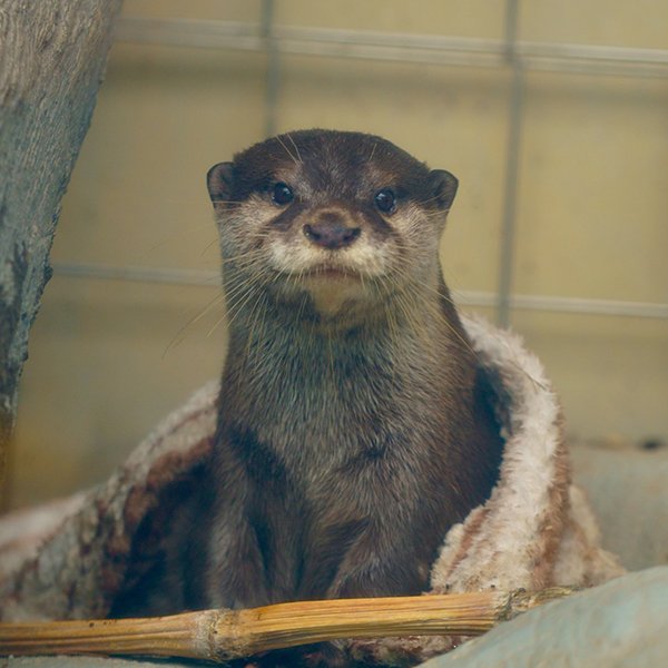 If You Gaze at the Otter, the Otter Also Gazes at You