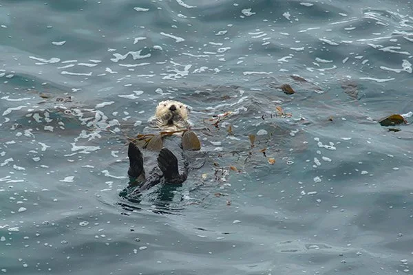 Sea Otter, What Big Flippers You Have! — The Daily Otter