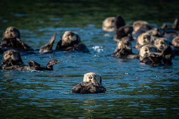 Let's Get You Back Home, Sea Otters
