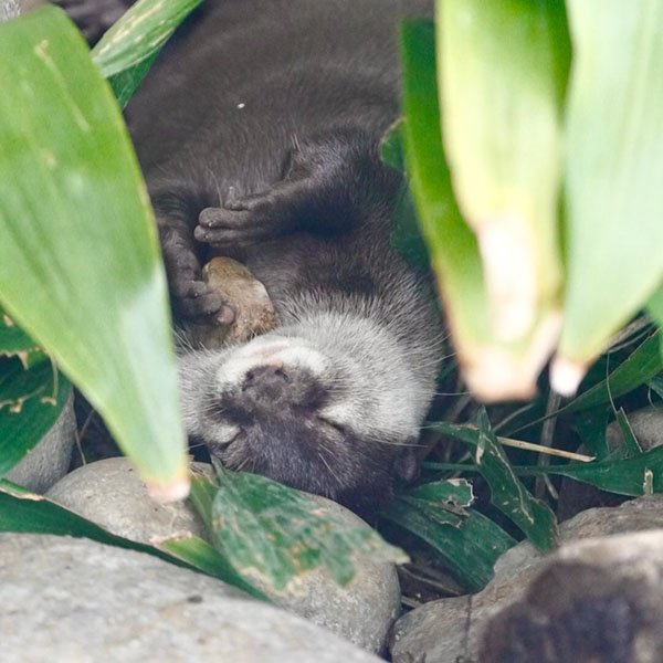 Otter Fell Asleep Holding Her Favorite Stone