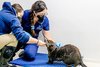 Time for a Wee Checkup, Sea Otter — The Daily Otter