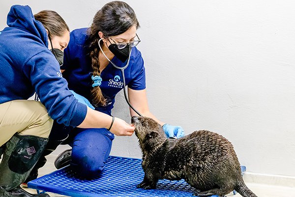 Time for a Wee Checkup, Sea Otter — The Daily Otter