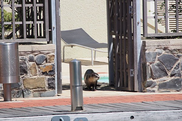 Otter Rejects the Pool for Real Water