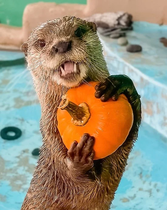 Otters Love Gourd Season