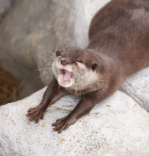 Ohh, BIG Stretch, Otter!