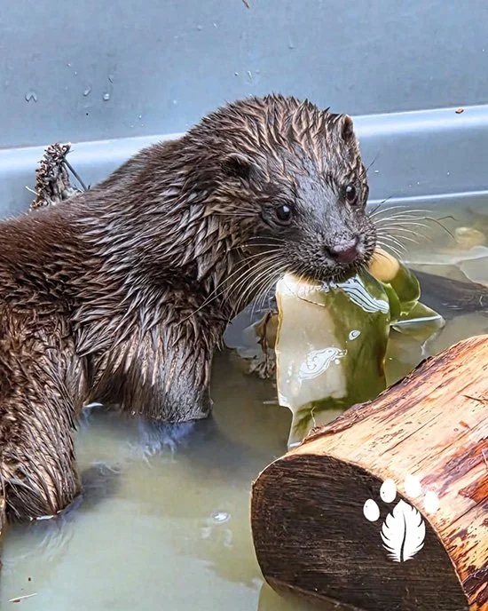 Dobhar-chú? How Bout I Chew This Seaweed?