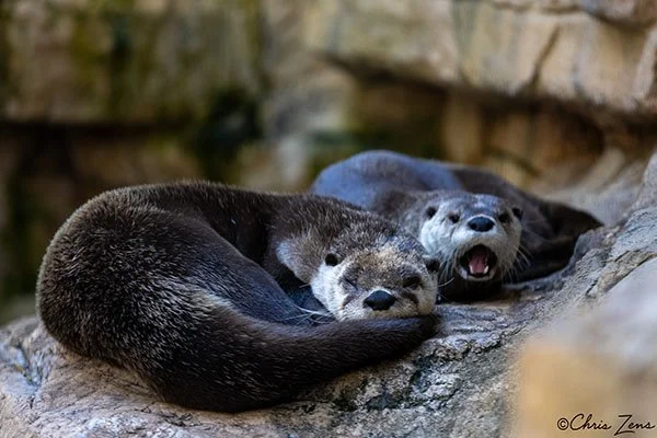 It HAS Been a Long Week, Hasn't It, Otters?