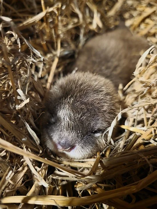 I Understand, Little Otter, More Than You Know