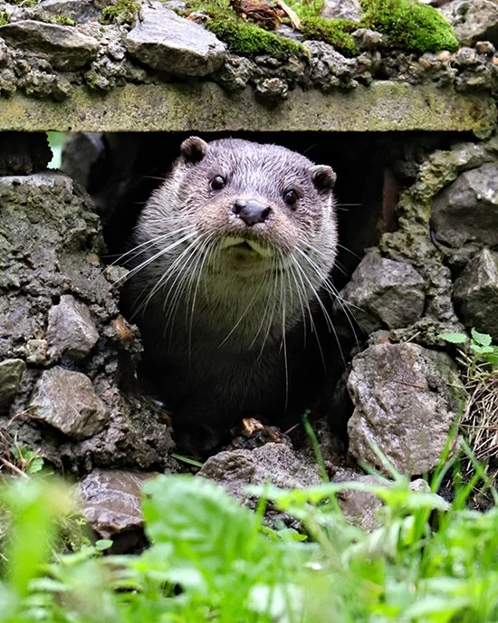 Who Goes There?