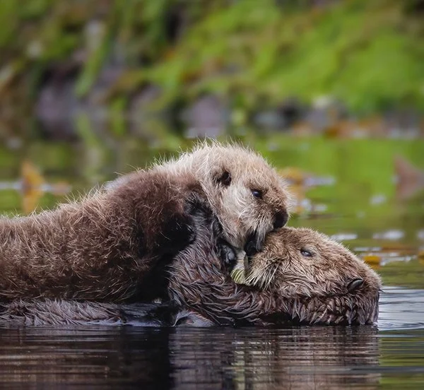Snoot Boop Not Quite on Target, But Sea Otter Pup Is Still Learning