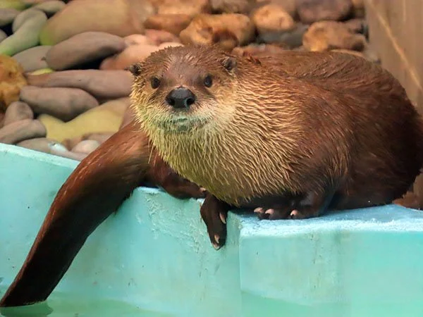 Feel Like a Dip, Human?
