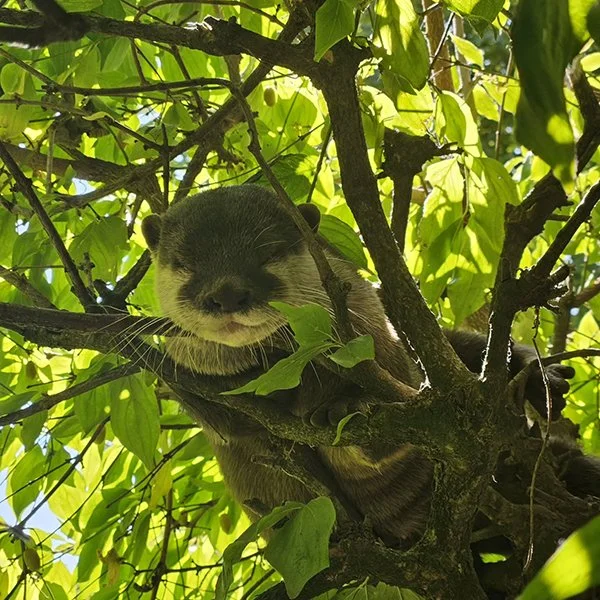 Sometimes an Otter Needs a Break From the Ground
