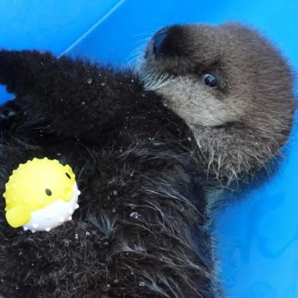 Happy 6th Rescueversary, Joey!