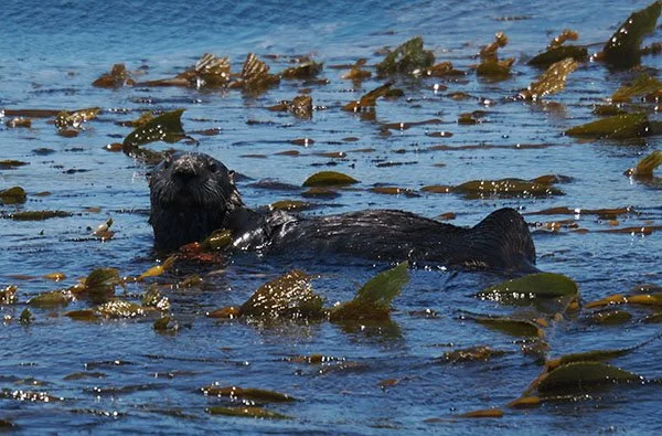 Sea Otter on Duty, Protecting Kelp Forests