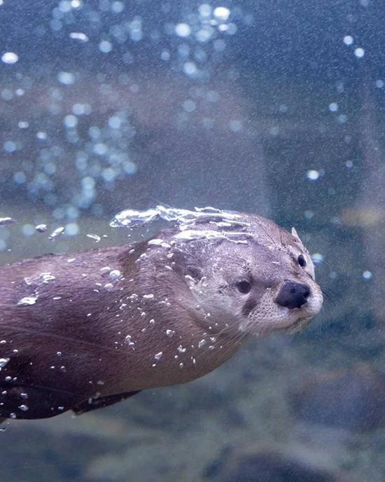 Otter's Got the Zoomies