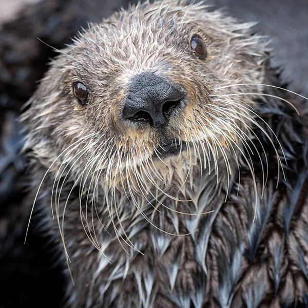 Sea Otter Hopes You Have Shrimp in Your Pockets