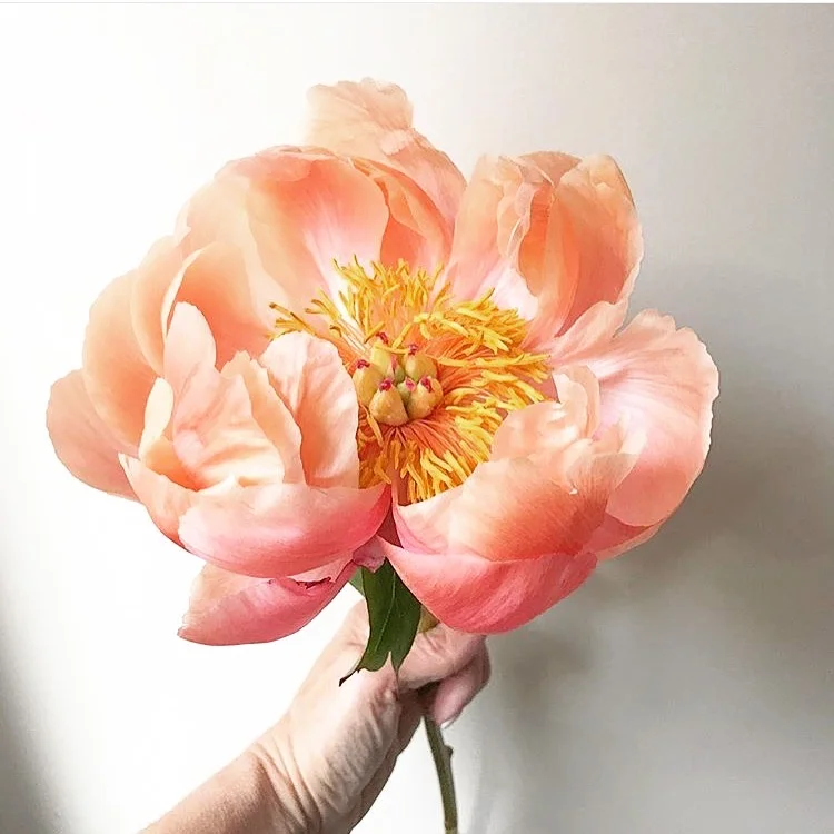 My Peony Garden