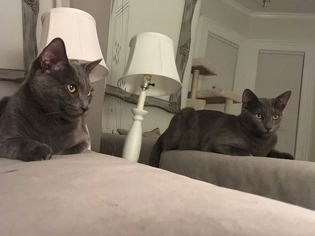 Kitties in mirrors