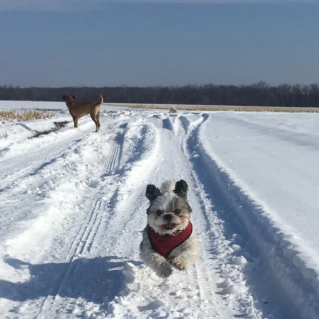 This little dude gets some serious air!  Go Duffy go!