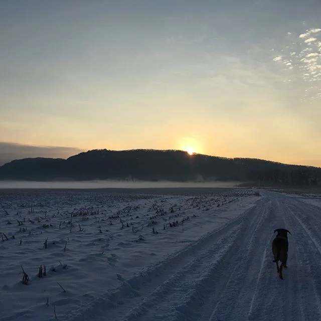 Morning walk with Miss Nola