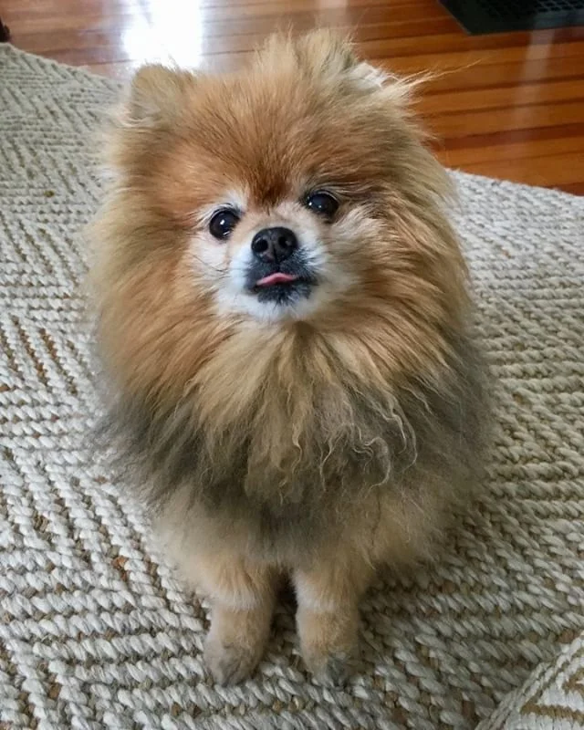 &quot;Will look extra adorable for treats.&quot;