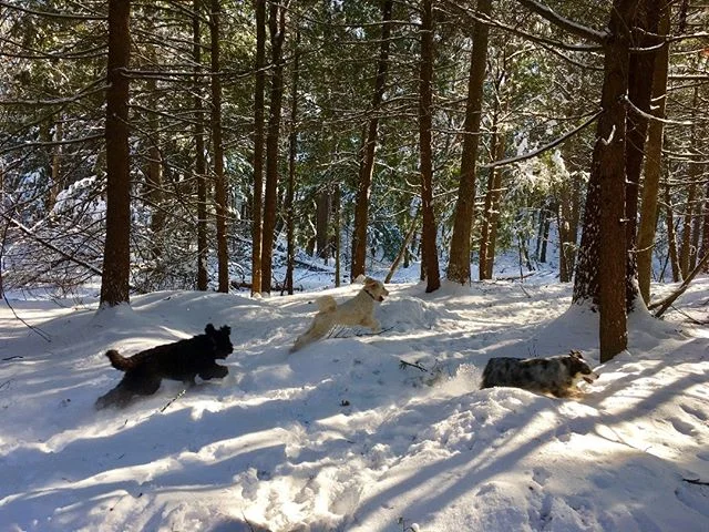Otis, Oliver, and Otto, the (br)Os, leaping in unison during yesterday's run!