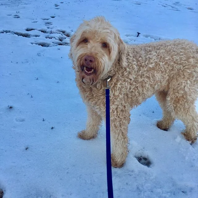 Rupler the golden lion dog ❤️