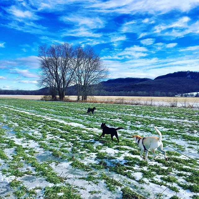 Momo, Dickens and Reya found some green grass on our run today.