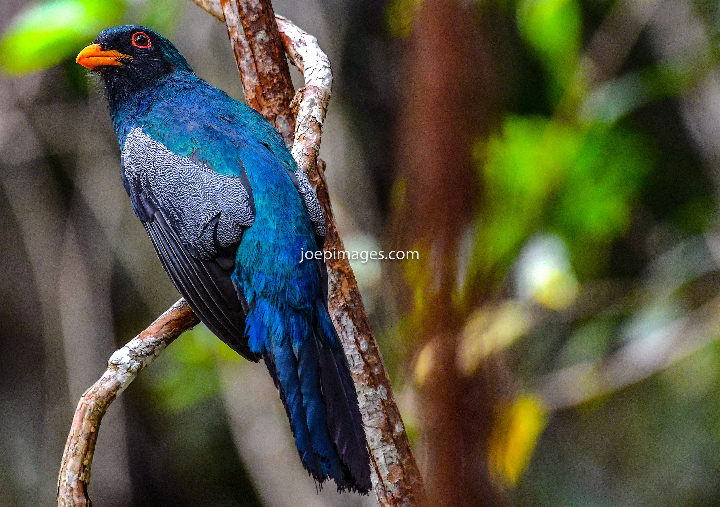 TROGON 18.jpg