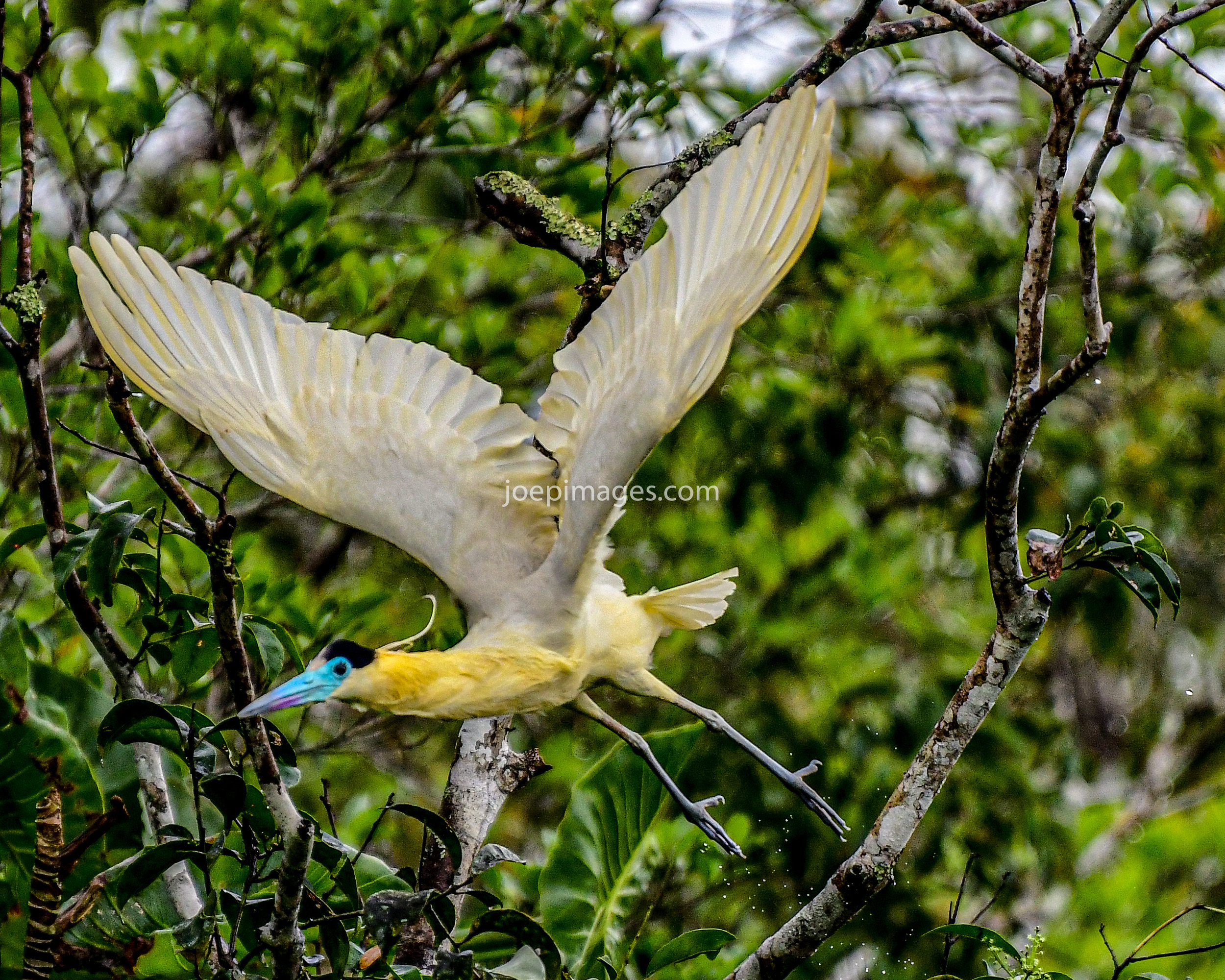 SA BIRDS-7.jpg
